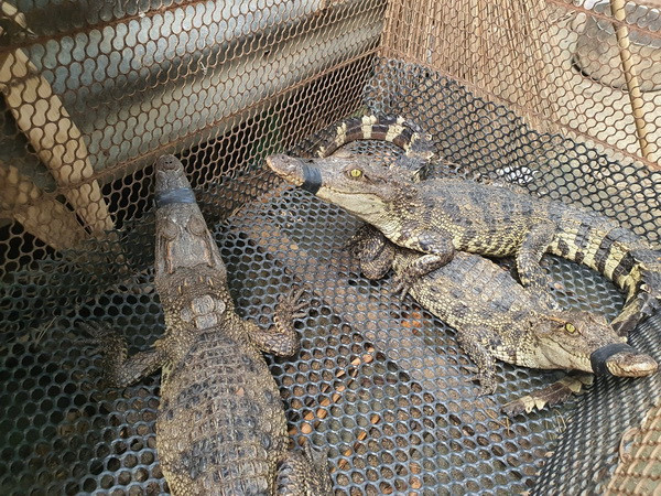 Bà Rịa-Vũng Tàu: Bắt lại toàn bộ cá sấu sổng chuồng ở mương thủy lợi ảnh 1