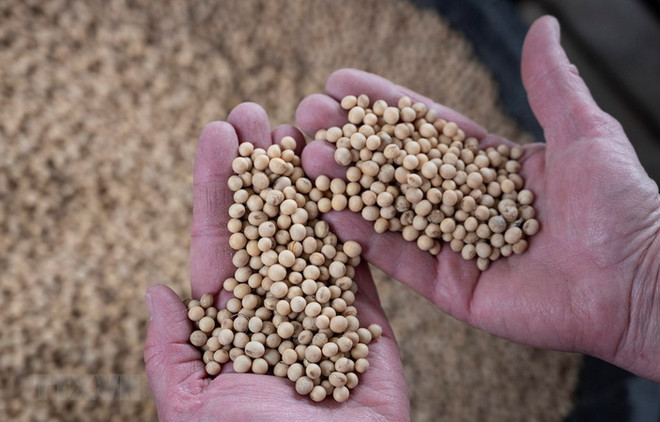 Giá lúa, gạo trong nước giảm nhẹ, giá gạo xuất khẩu "neo" ở mức cao ảnh 3