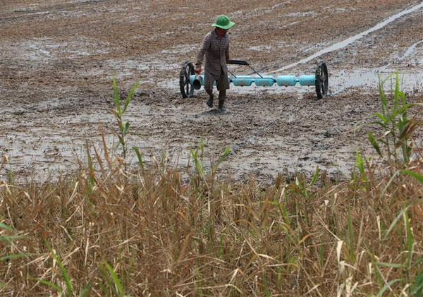 Cảnh báo hạn mặn trong sản xuất vụ lúa Đông Xuân 2018-2019 ảnh 1