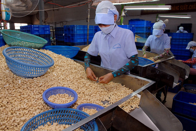 [Photo] Xuất khẩu điều 5 tháng đầu năm đạt 618 triệu USD ảnh 1