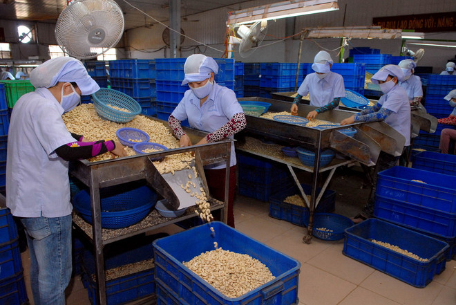 [Photo] Xuất khẩu điều 5 tháng đầu năm đạt 618 triệu USD ảnh 3