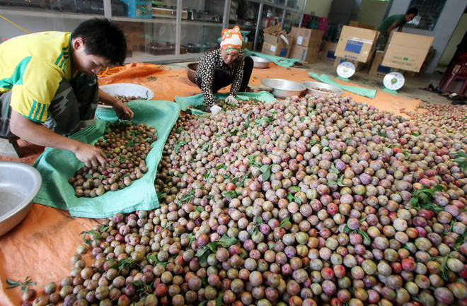 [Photo] Đời sống người Mộc Châu đổi thay nhờ vay vốn ưu đãi ảnh 3