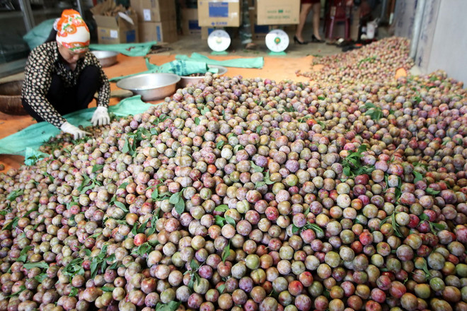 [Photo] Đời sống người Mộc Châu đổi thay nhờ vay vốn ưu đãi ảnh 2