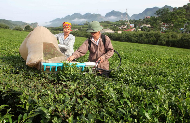 [Photo] Đời sống người Mộc Châu đổi thay nhờ vay vốn ưu đãi ảnh 1