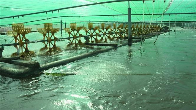 Xây dựng Bạc Liêu trở thành trung tâm công nghiệp tôm cả nước ảnh 2