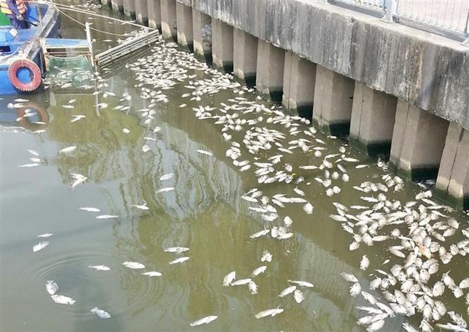TP.HCM: Cá chết hàng loạt trên kênh Nhiêu Lộc sau trận mưa trái mùa ảnh 1