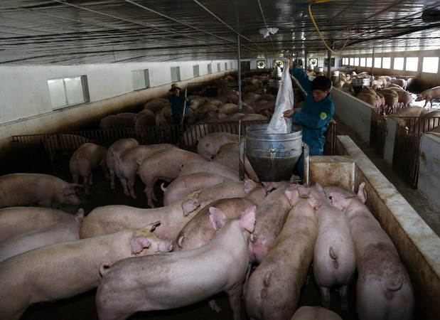 Phó Thủ tướng họp triển khai các giải pháp ổn định thị trường thịt lợn ảnh 1