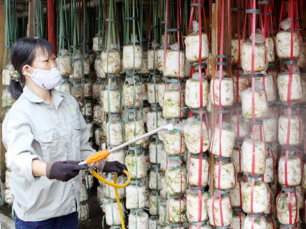 Đồng Nai sản xuất các loại nấm ăn theo tiêu chuẩn VietGap ảnh 1