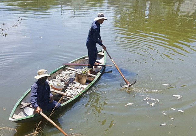 Khẩn trương tìm nguyên nhân cá nuôi lồng bè chết ở đảo Phú Quý ảnh 1