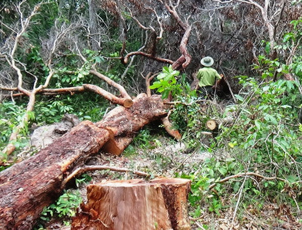 Bình Thuận: Làm rõ đối tượng phá và chiếm đất rừng ở Khu bảo tồn Tà Cú ảnh 1