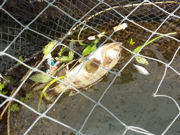 Thanh Hóa: Xác định nguyên nhân cá chết hàng loạt ở biển Nghi Sơn ảnh 1