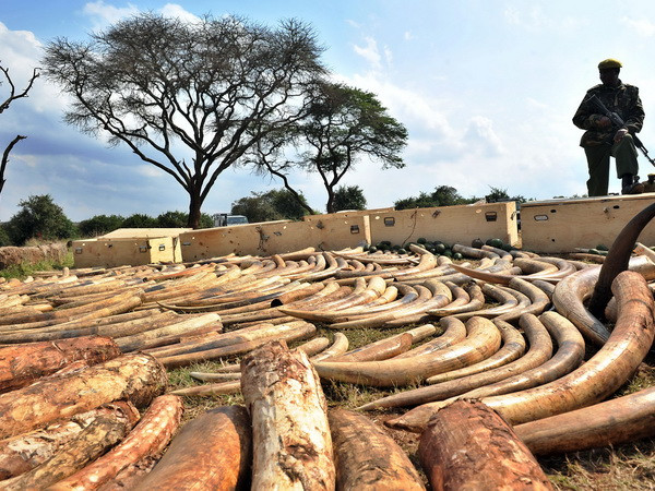 Báo động nạn săn trộm voi tại Cộng hòa Dân chủ Congo ảnh 1