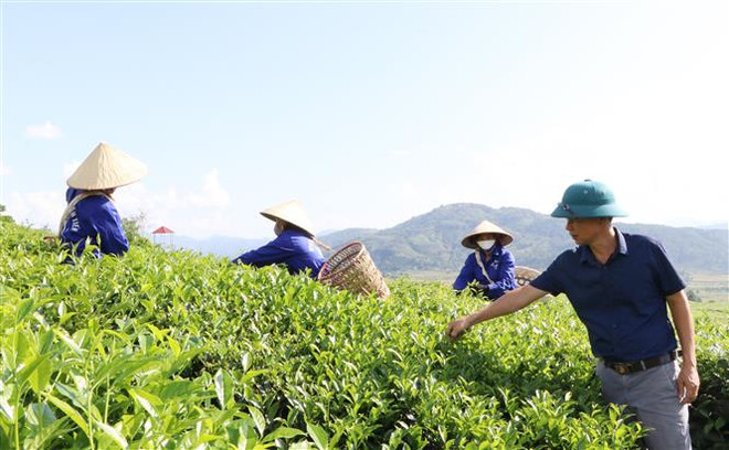 Người nông dân Thủ đô bén duyên với cây chè trên vùng đất Tân Uyên ảnh 3