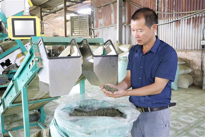 Người nông dân Thủ đô bén duyên với cây chè trên vùng đất Tân Uyên ảnh 2