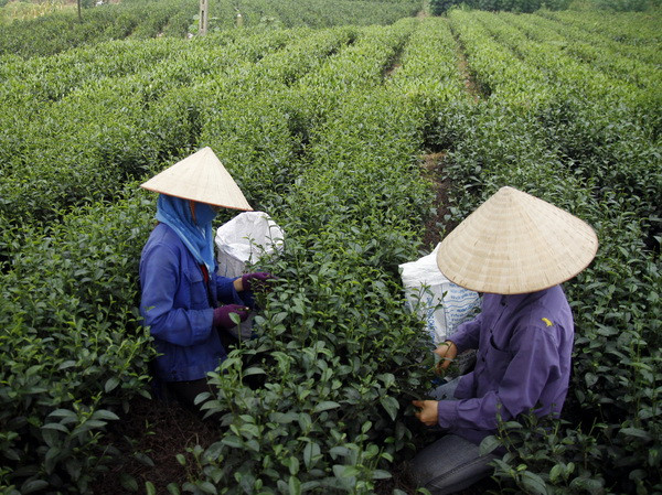 Đưa thương hiệu, hương sắc chè Thái Nguyên vươn xa ảnh 1