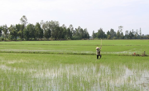 Gần 76% diện tích đã có nước cho gieo cấy vụ Đông Xuân ảnh 1
