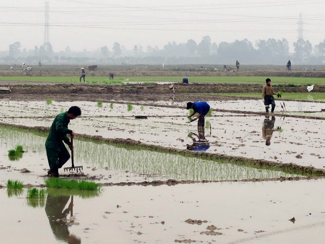 Gần 96% diện tích gieo cấy đã đủ nước sau ba đợt đổ ải ảnh 1