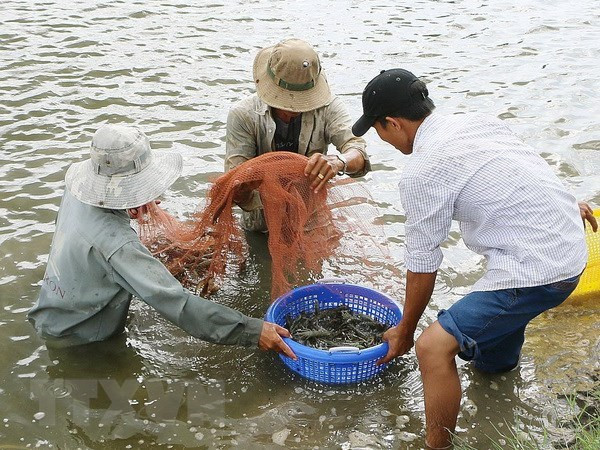 Thu hoạch tôm. (Ảnh: TTXVN) Giá tăng, người nuôi tôm Bạc Liêu kỳ vọng vụ thu hoạch sát Tết ảnh 2