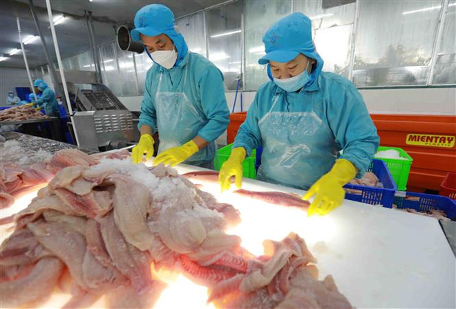 Phân loại cá tra phi lê đảm bảo tiêu chuẩn chế biến xuất khẩu. (Ảnh: Vũ Sinh/TTXVN) Xuất khẩu thủy sản của cả nước quý đầu năm 2023 đạt 1,85 tỷ USD ảnh 2