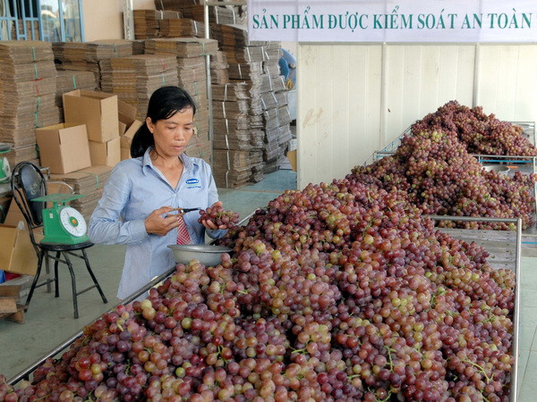Nỗ lực để người dân tiếp cận “Chuỗi thực phẩm an toàn” ảnh 1