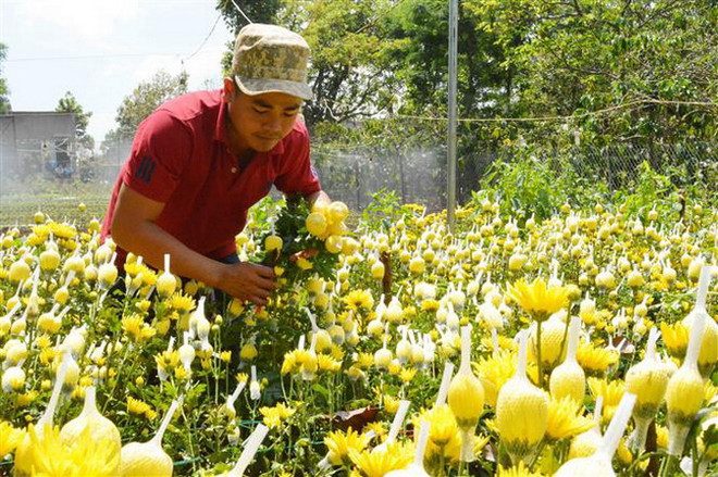 Nhiều nhà vườn trồng hoa cúc và quất phục vụ Tết đã xuất bán ảnh 1