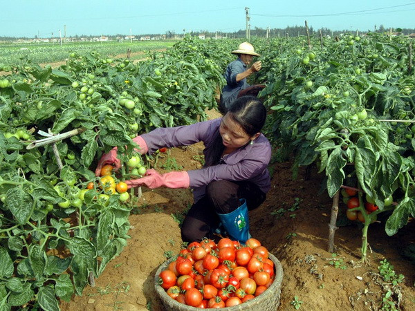 Lâm Đồng: Giá bấp bênh, nông dân phá vườn, vứt bỏ cà chua ảnh 1