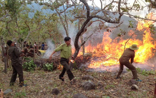 Vĩnh Phúc: Cháy lớn thiêu rụi 15ha rừng tại huyện Tam Đảo ảnh 1