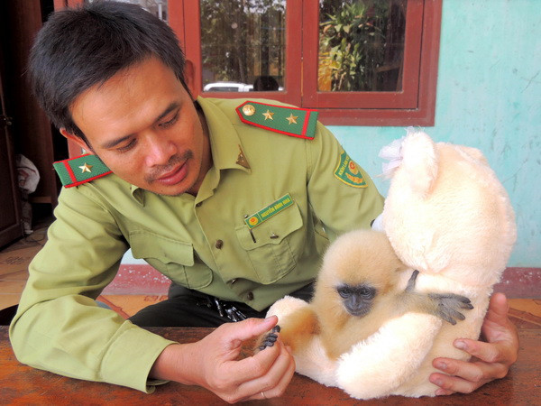 Quảng Ngãi: Phát hiện cá thể vượn hơn 1 tháng tuổi bị lạc bầy ảnh 1