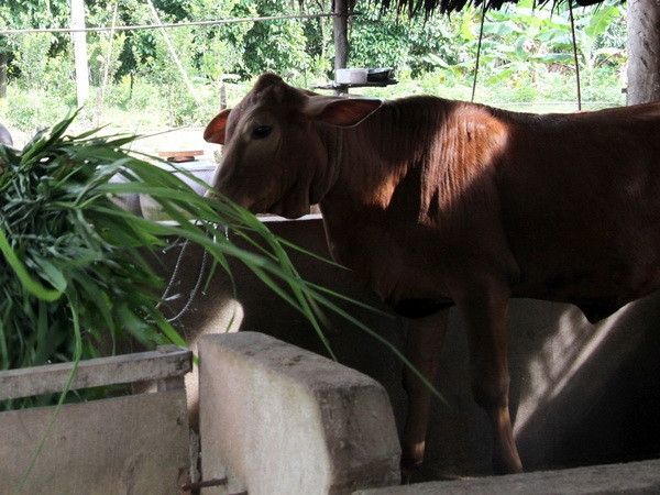 ​Làm rõ việc cung ứng con giống cho hộ nghèo không đảm bảo chất lượng ảnh 1