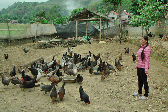 Mô hình chăn nuôi gà thả vườn của chị Sầm Thị Hoàn. (Nguồn: thiduakhenthuongvn.org.vn) Nhìn lại nhiệm kỳ XII: Xây dựng Đảng về đạo đức - điểm sáng nổi bật ảnh 3