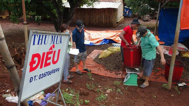 Thu mua điều tại xã Đức Hạnh, huyện Bù Gia Mập. (Ảnh: K GỬIH/TTXVN) Không đạt mục tiêu, doanh nghiệp xuất khẩu điều tìm thị trường ngách ảnh 2