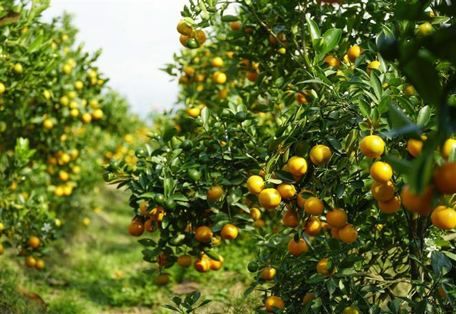 Người trồng quất cảnh Hội An được mùa, được giá vụ Tết Quý Mão ảnh 1