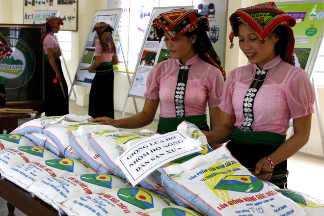 Hơn 2.100 tấn hạt giống hỗ trợ 11 địa phương khắc phục thiên tai ảnh 1