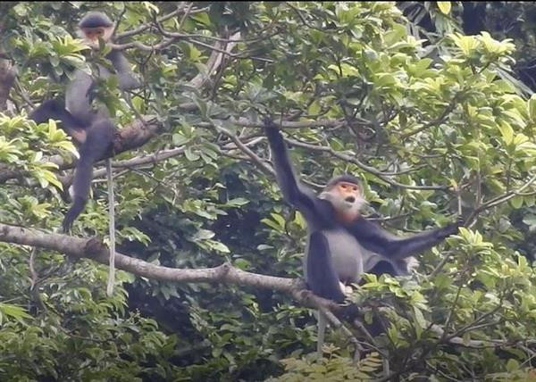 Gần 14 năm tù cho các đối tượng săn bắn Voọc xám quý hiếm ảnh 1