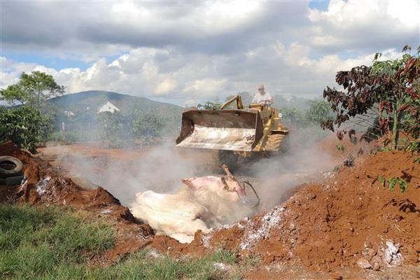 Tạm cấp 1.270 tỷ đồng tiêu hủy lợn mắc bệnh dịch tả lợn châu Phi ảnh 1