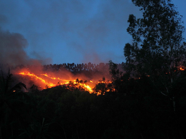 Cháy lớn thiêu rụi 40ha rừng nguyên sinh tại tỉnh Long An ảnh 1