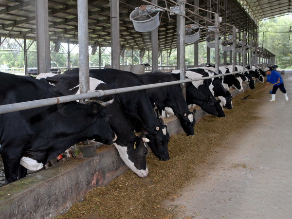 Việt Nam sẽ đầu tư sản xuất sữa tươi cho thị trường Nga ảnh 1