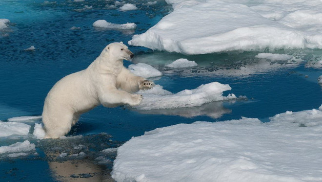 Quần đảo Novaya Zemlya ban bố tình trạng khẩn cấp vì gấu trắng Bắc Cực ảnh 1