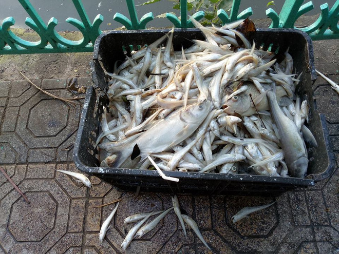 Xác cá chết nổi dập dềnh gây mùi tanh hôi quanh một góc Hồ Tây ảnh 5