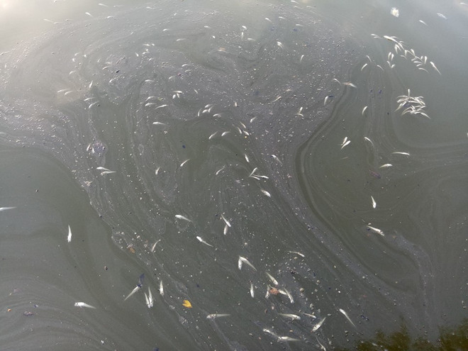 Xác cá chết nổi dập dềnh gây mùi tanh hôi quanh một góc Hồ Tây ảnh 3