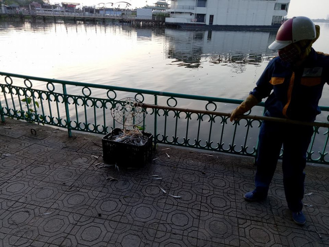 Xác cá chết nổi dập dềnh gây mùi tanh hôi quanh một góc Hồ Tây ảnh 1