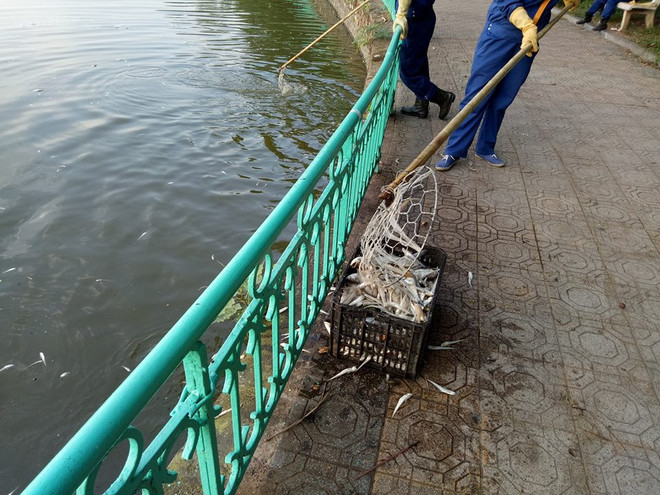 Xác cá chết nổi dập dềnh gây mùi tanh hôi quanh một góc Hồ Tây ảnh 4