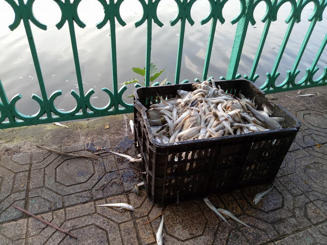 Xác cá chết nổi dập dềnh gây mùi tanh hôi quanh một góc Hồ Tây ảnh 2