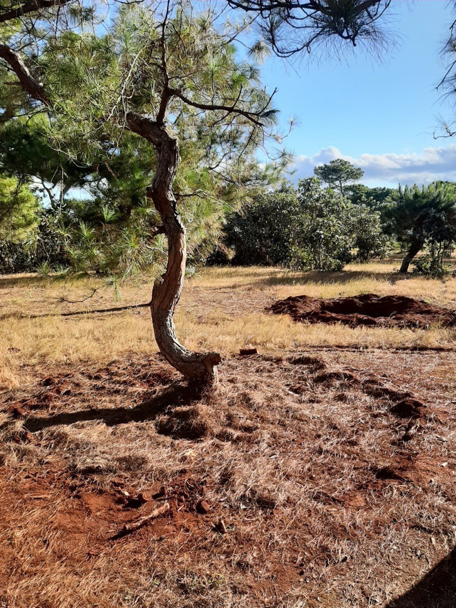 Cảnh báo tình trạng đào trộm thông hàng chục năm tuổi ở Gia Lai ảnh 1