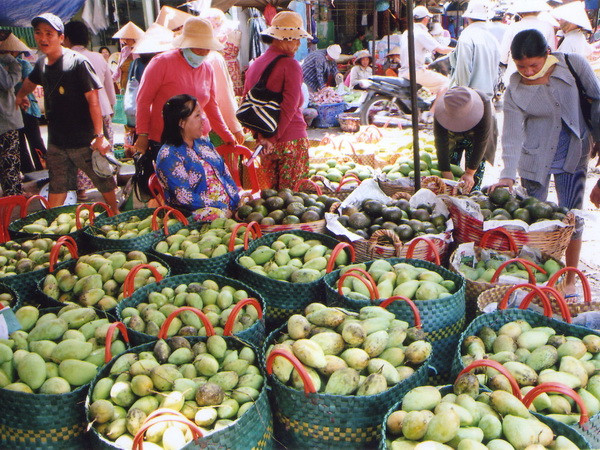 Giá xoài cát Hòa Lộc cao "kỷ lục" và sẽ còn tiếp tục tăng ảnh 1