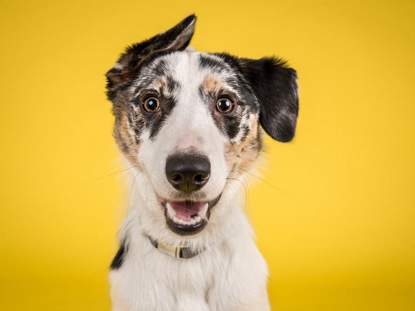 5 món quà bạn cần mua cho cún cưng ngay trong năm nay ảnh 1