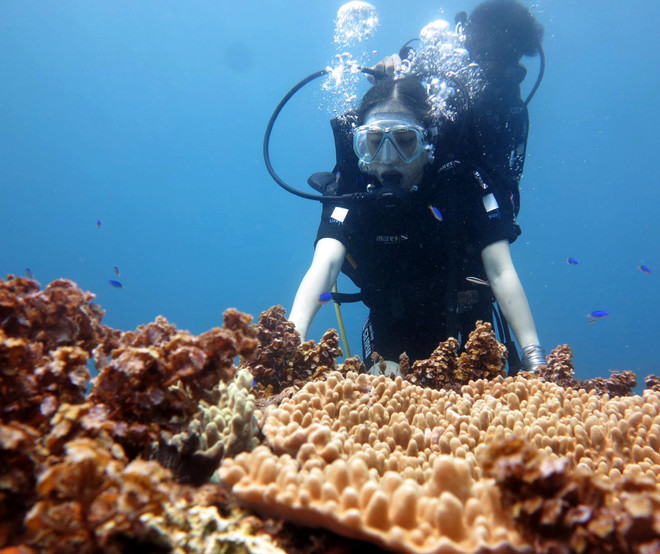 Thích thú tour lặn ngắm kỳ quan cổng Tò Vò dưới nước ảnh 1