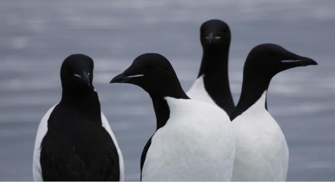 Chim biển chết hàng loạt trong đợt nắng nóng 2015-2016 ảnh 1