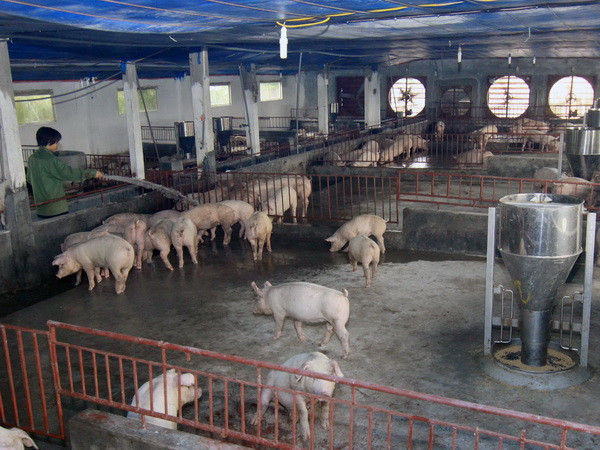 Đầu ra khó khăn, người chăn nuôi lỗ nặng trong 6 tháng đầu năm ảnh 1