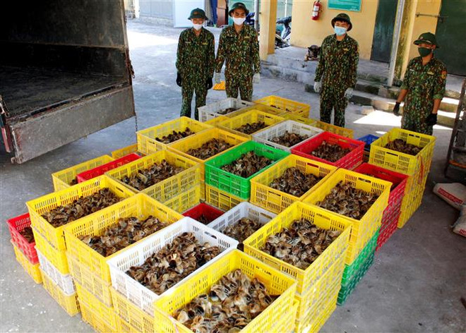 Ngăn chặn vận chuyển, buôn bán trái phép gia cầm qua biên giới ảnh 1